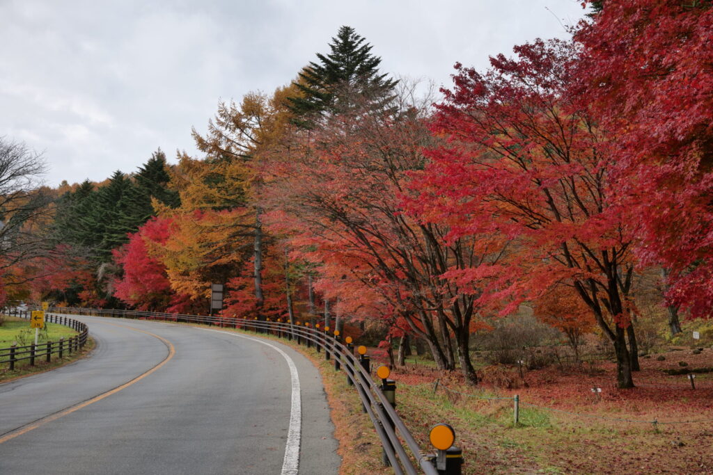 道の駅草津運動茶屋公園　紅葉