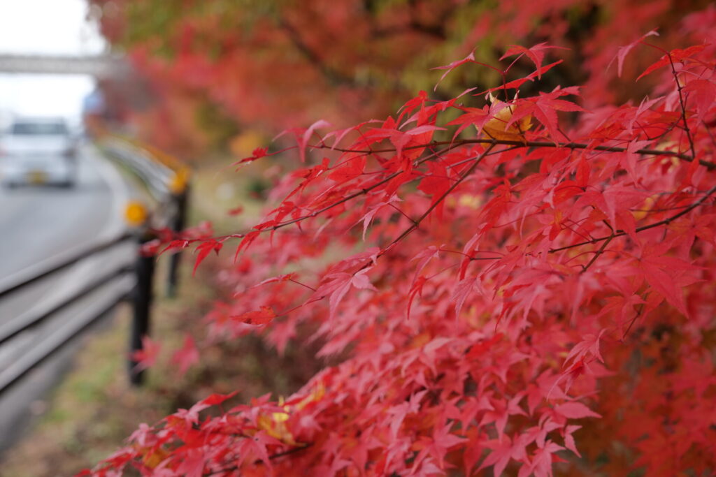 道の駅草津運動茶屋公園　紅葉