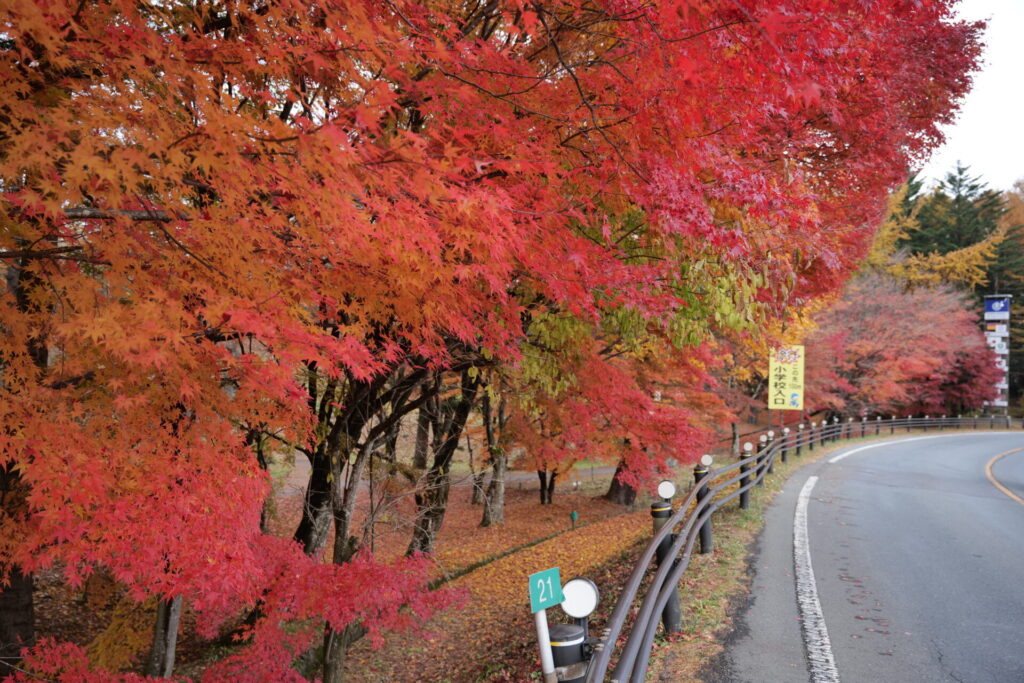 道の駅草津運動茶屋公園　紅葉