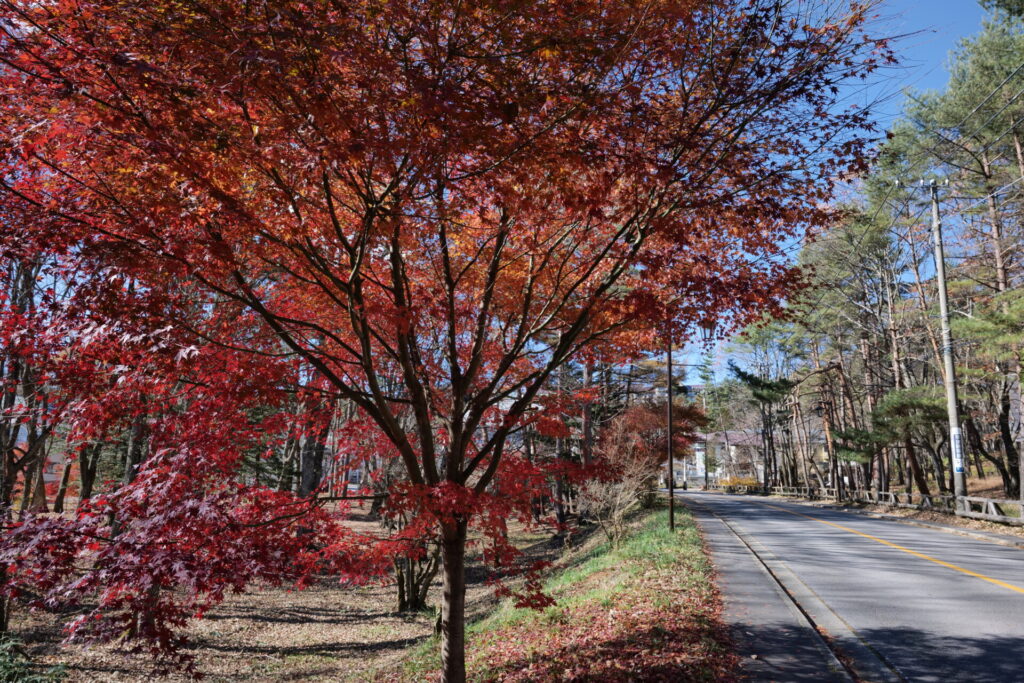 プチ散策道の紅葉