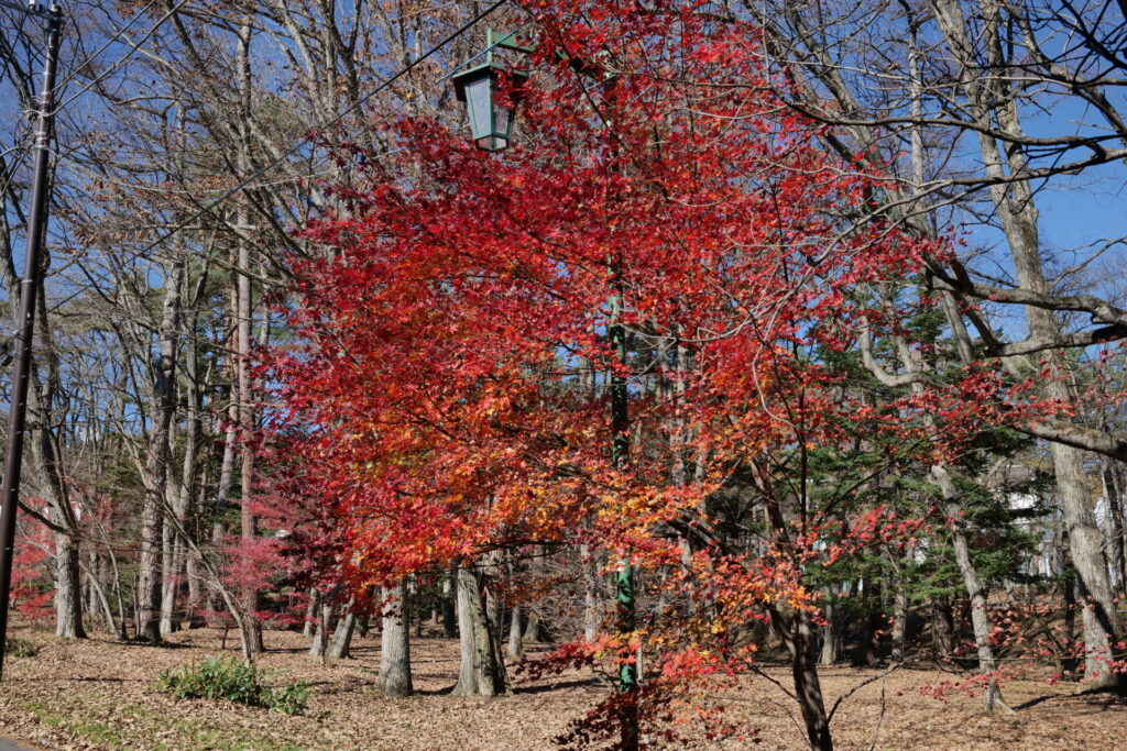 プチ散策道の紅葉