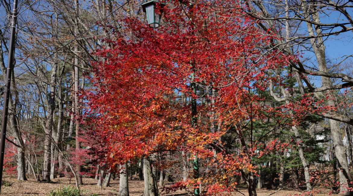 プチ散策道の紅葉