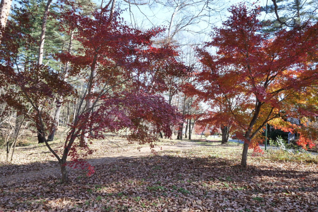 プチ散策道の紅葉