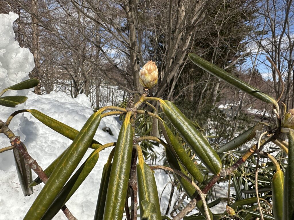 道の駅草津運動茶屋公園