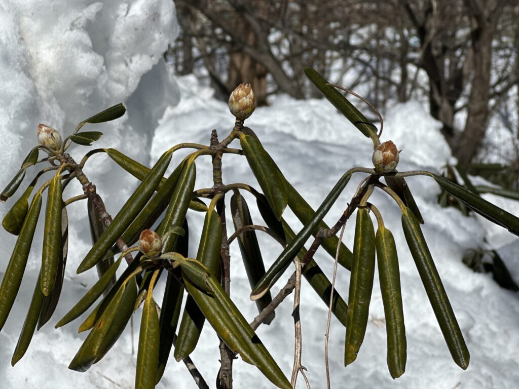 道の駅草津運動茶屋公園