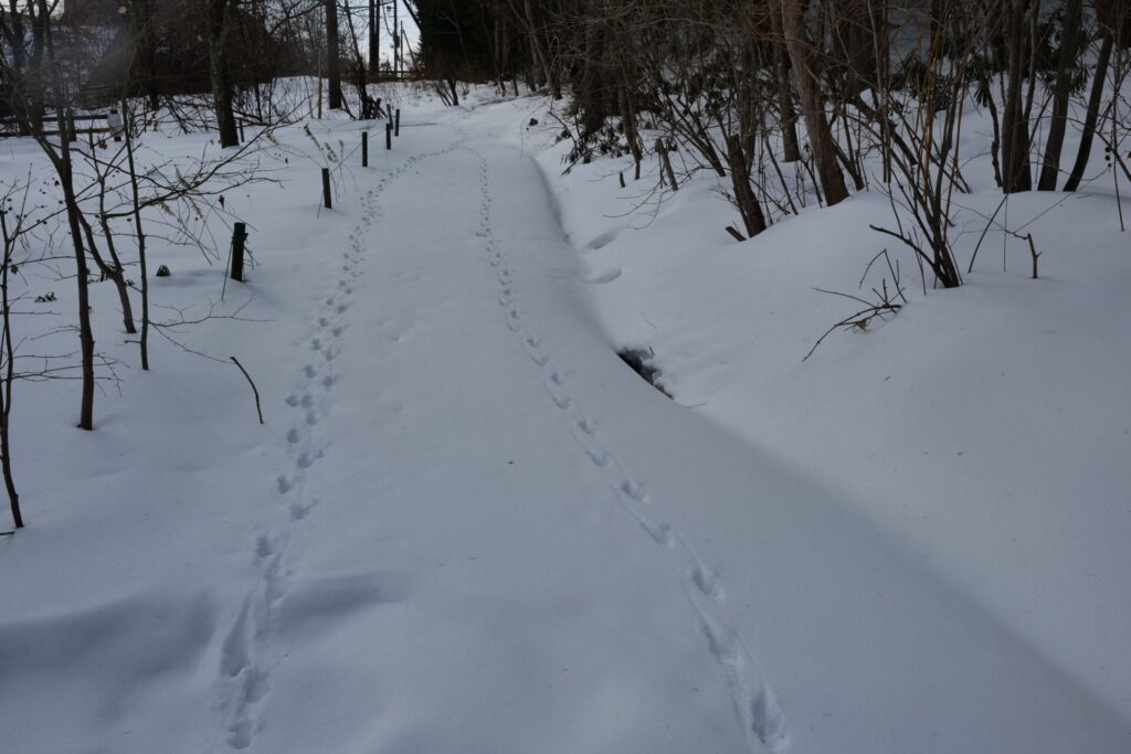 道の駅草津運動茶屋公園高山植物園