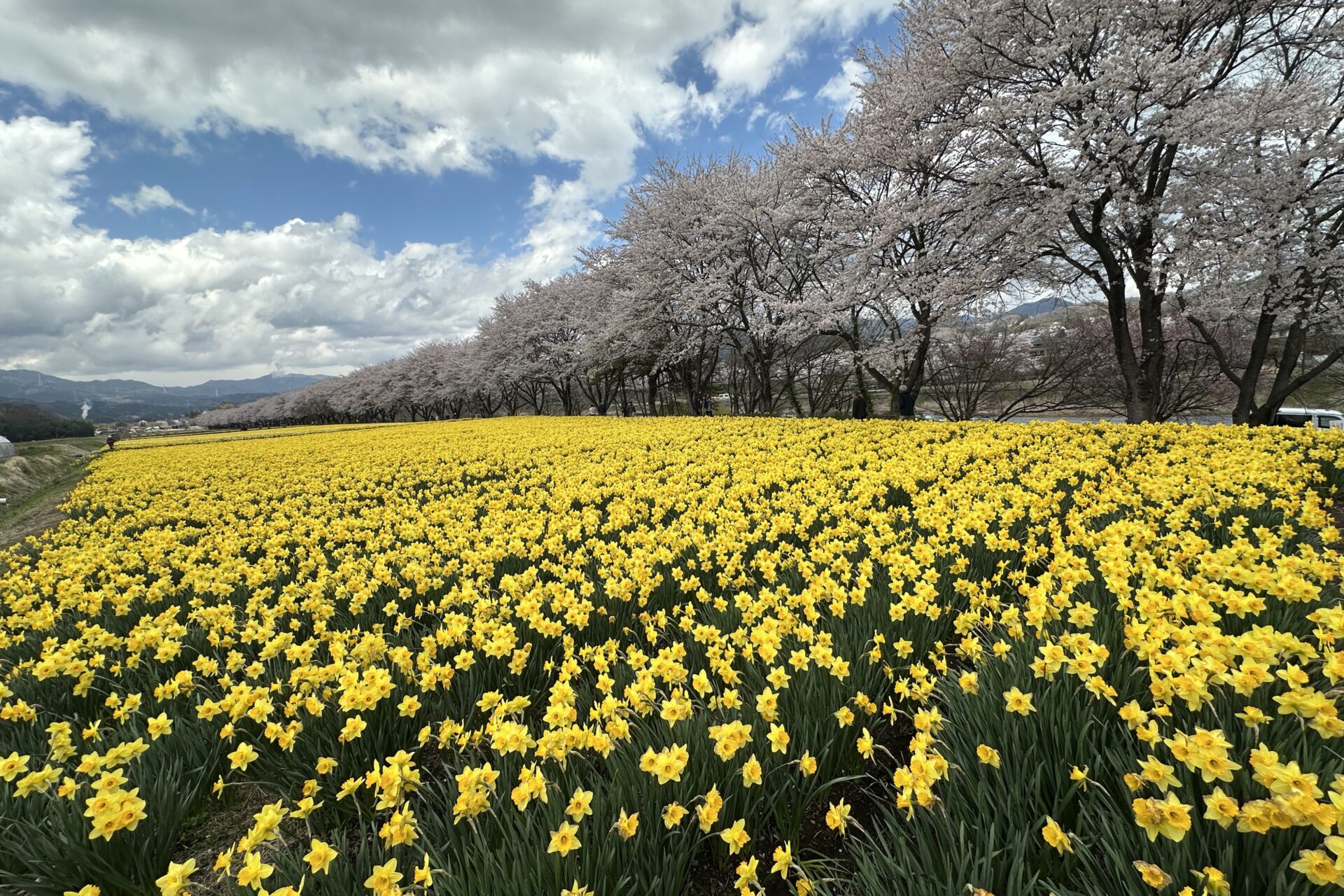 岩井親水公園のスイセンと桜並木 2025年4月15日撮影 – 【公式】草津