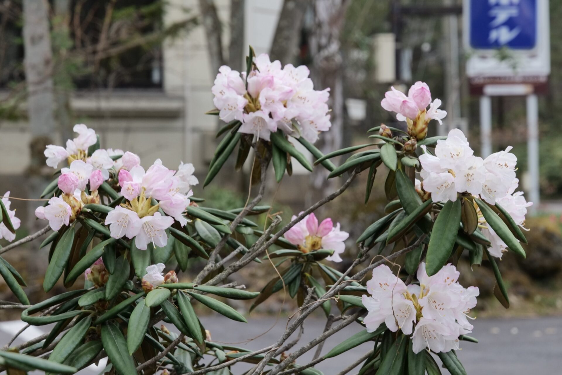 伝花図鑑 楠一石編