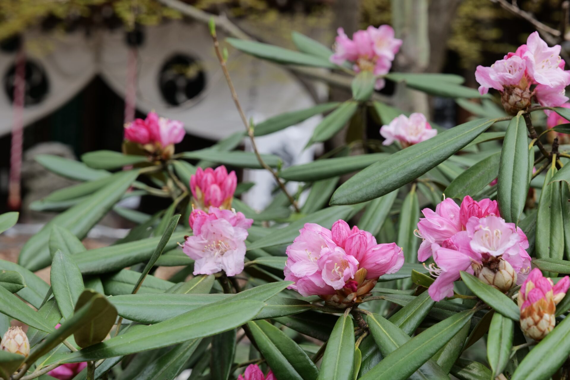 大輪石楠花 大輪石楠花 2020年 西洋石楠花(アンナローズ・ホイットニー)の大樹 No3