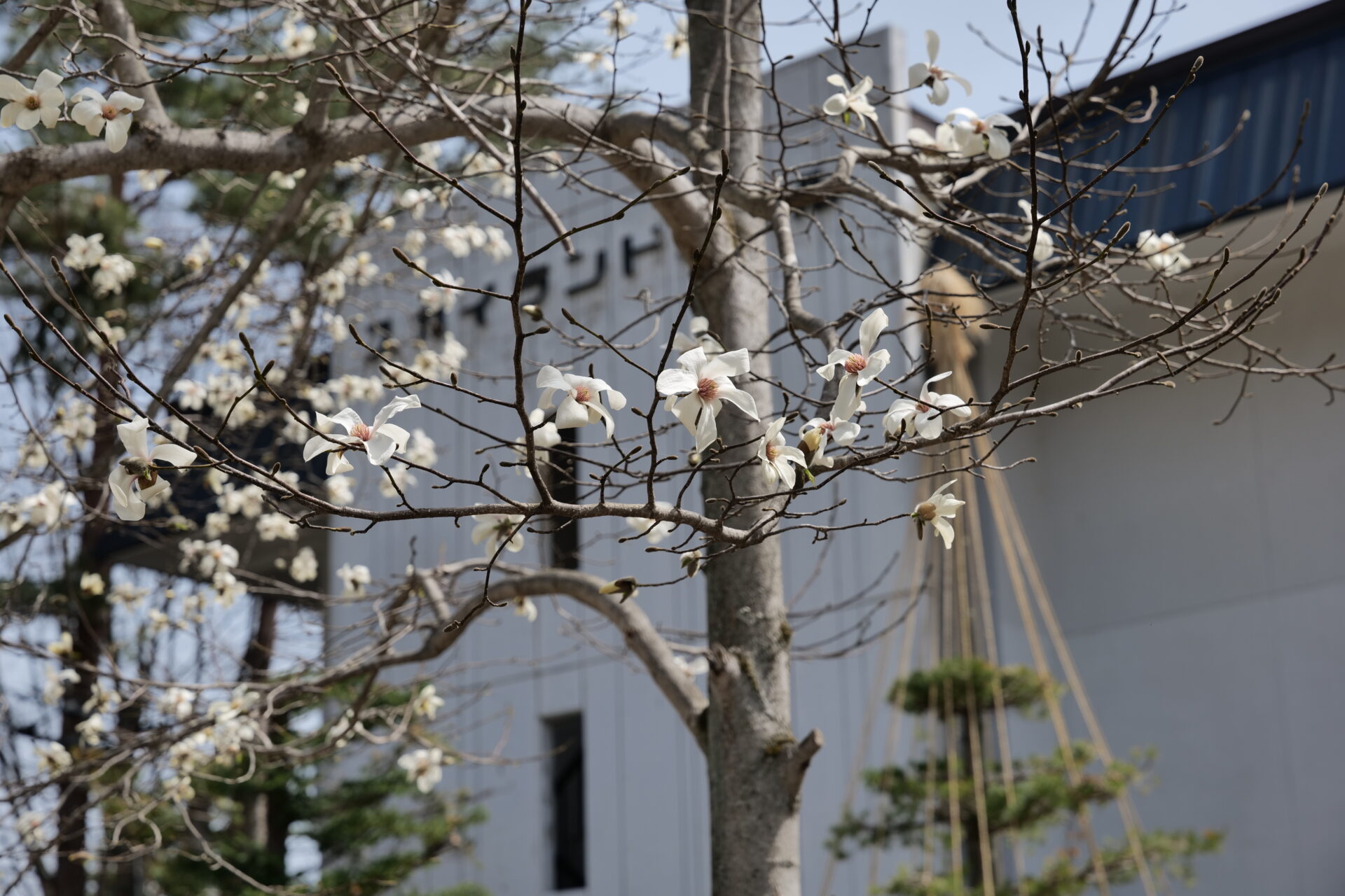 コブシの花が咲き始めました 2025年4月19日撮影 – 【公式】草津温泉