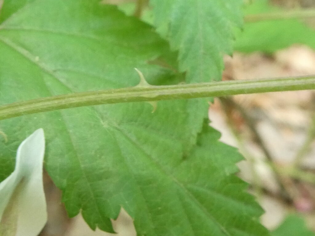 クマイチゴ（熊苺）