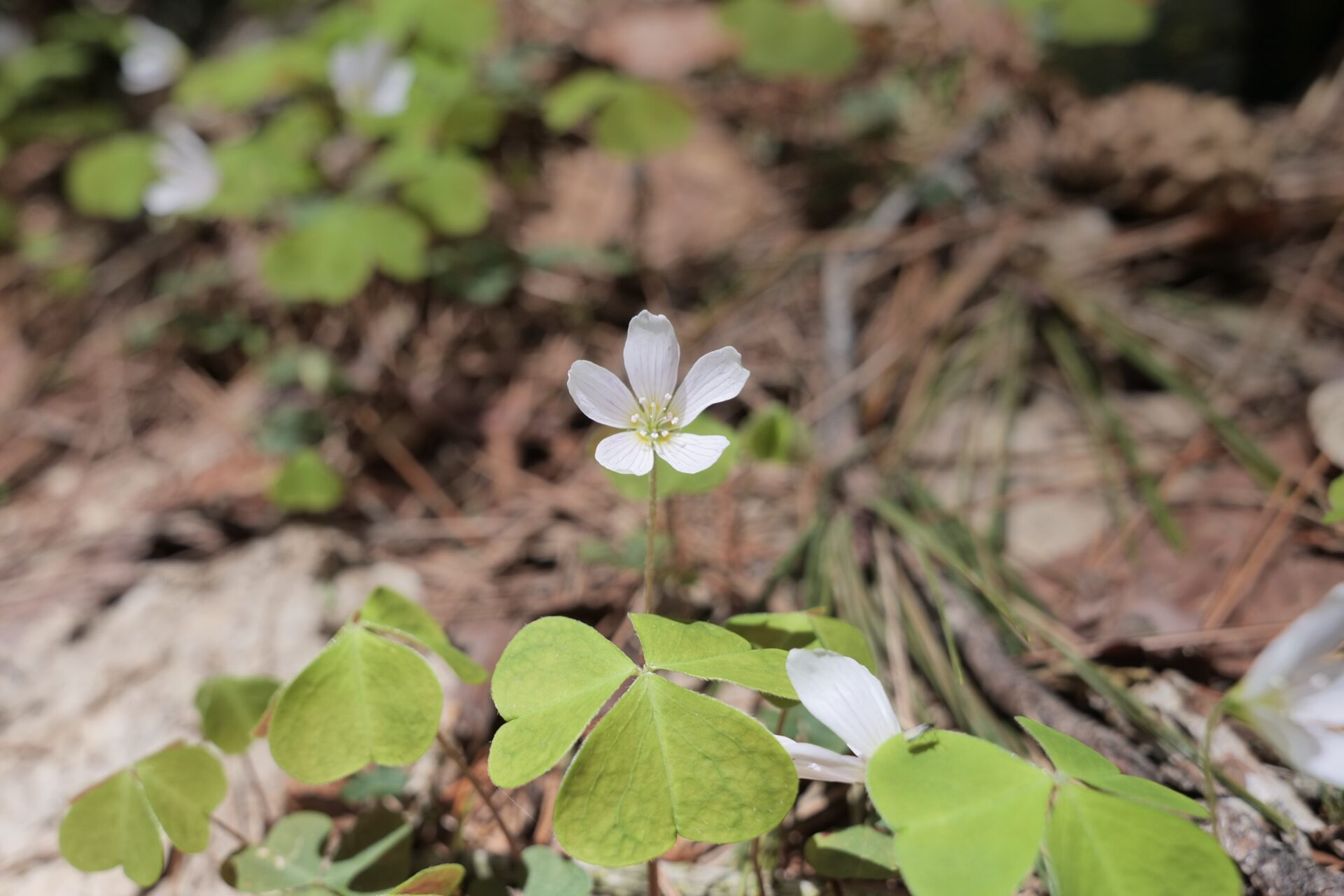 ビカクシダ 天使の翼植物 ザミアプミラ 大カブ ⊿ 自然光 名作と言われるだけありますよね。 良い品種です