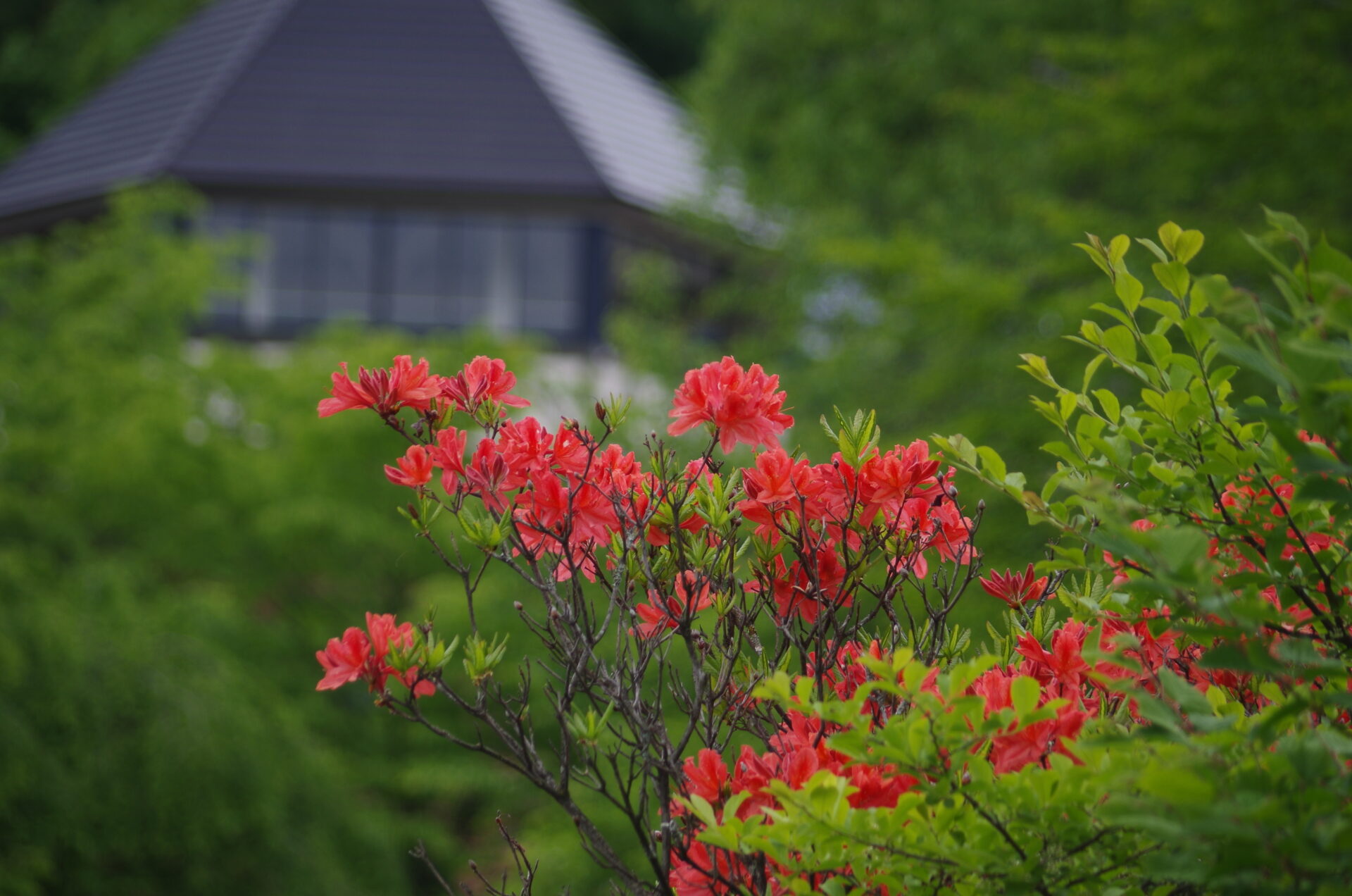 レンゲツツジが満開です 2025年6月1日 道の駅草津運動茶屋公園にて