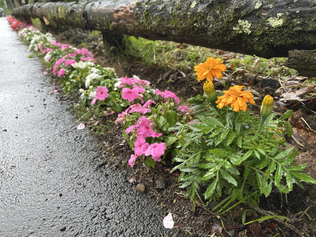 ベルツ通り　花いっぱい
