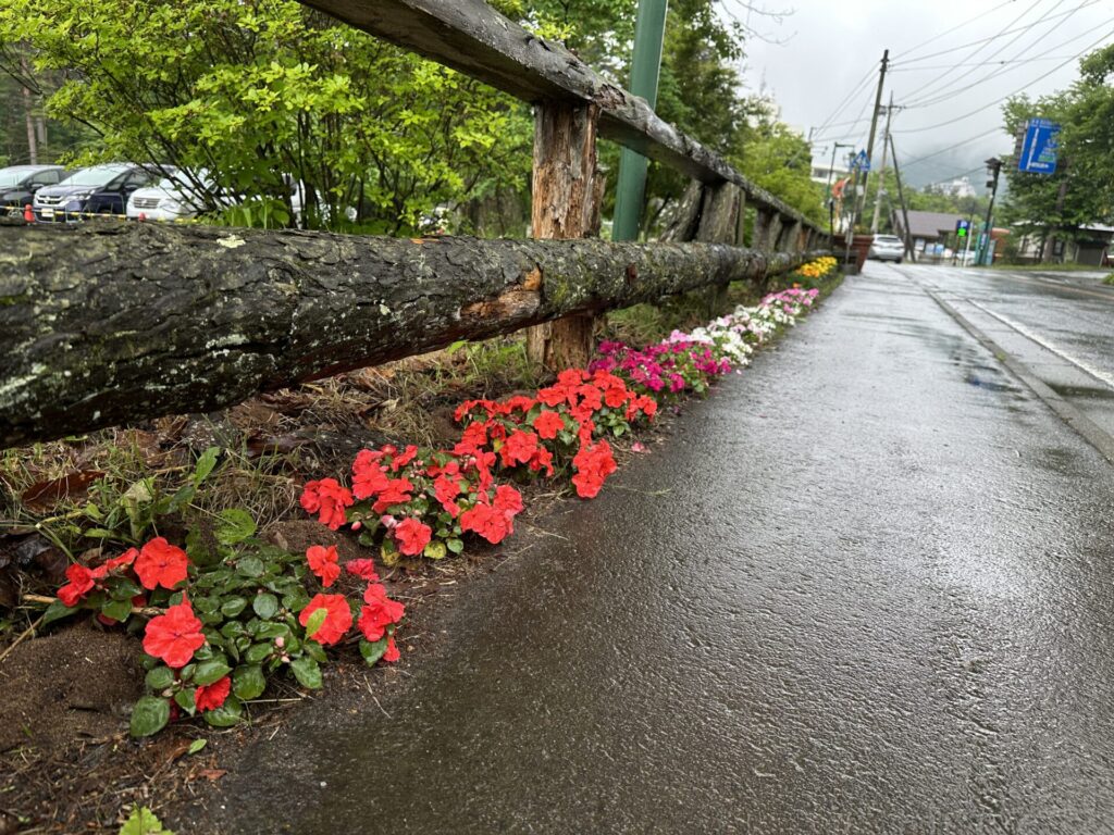 ベルツ通り　花いっぱい