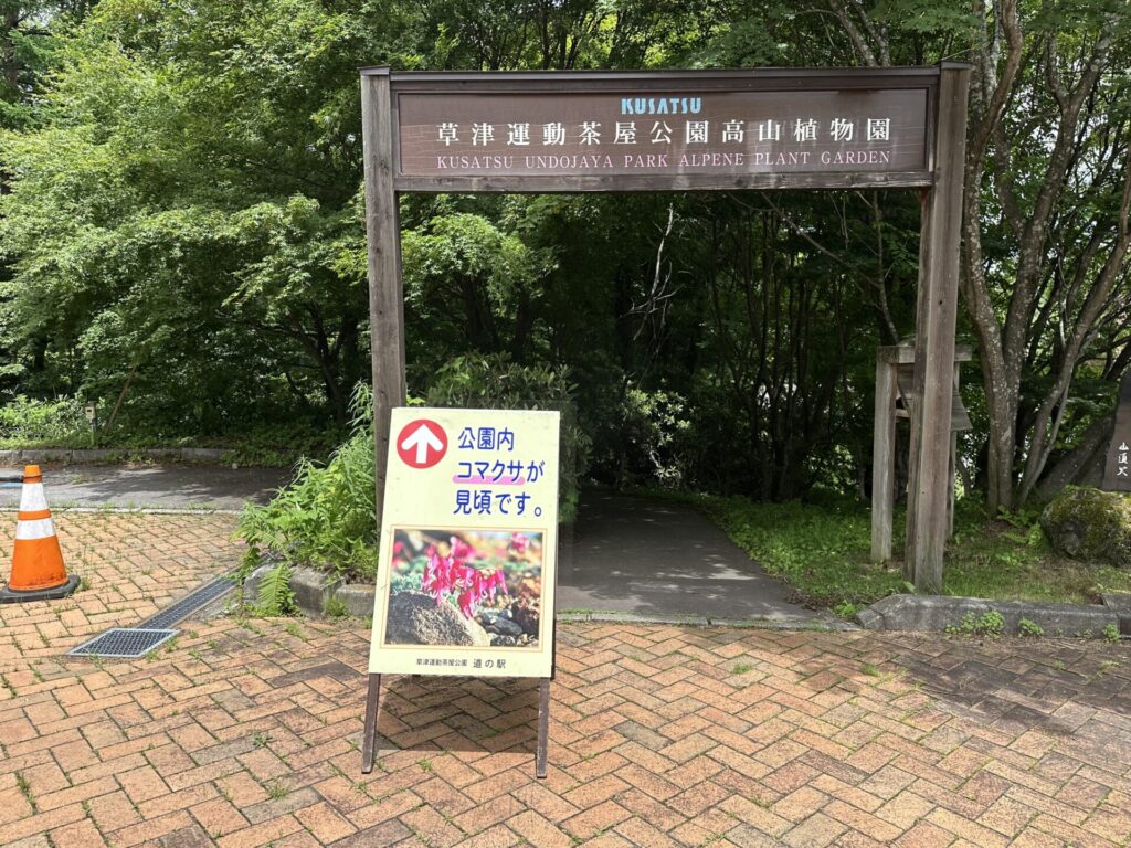 道の駅草津運動茶屋公園　コマクサ