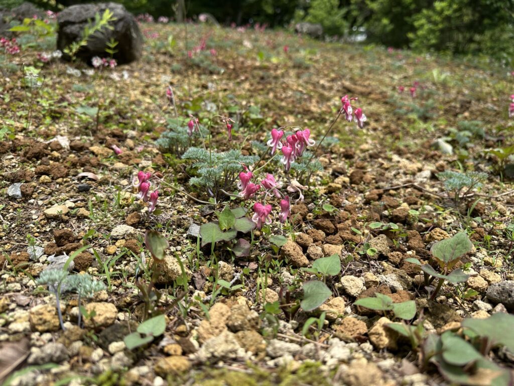 道の駅草津運動茶屋公園　コマクサ