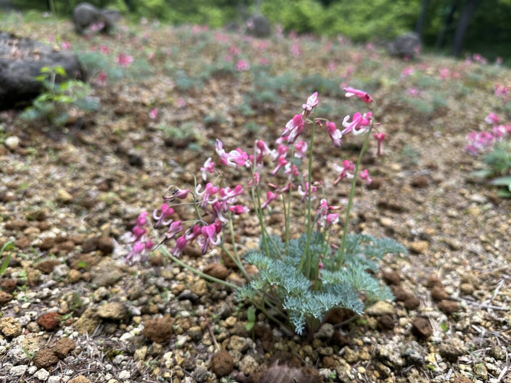 道の駅草津運動茶屋公園　コマクサ