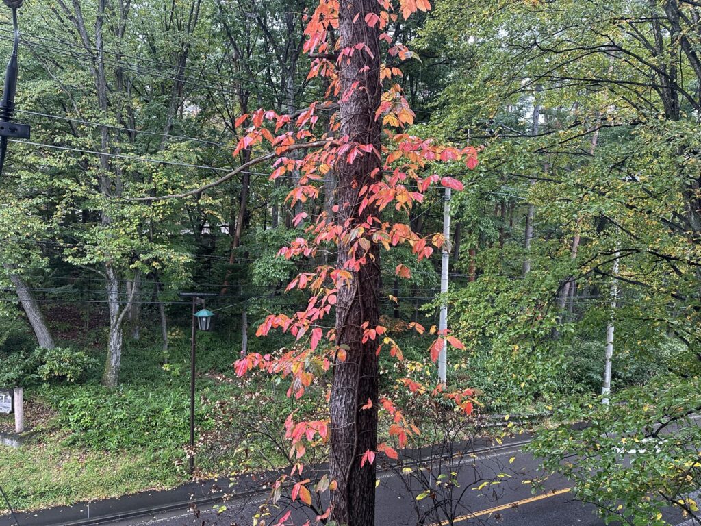 ツタウルシの紅葉