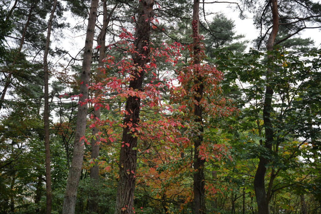 ツタウルシの紅葉