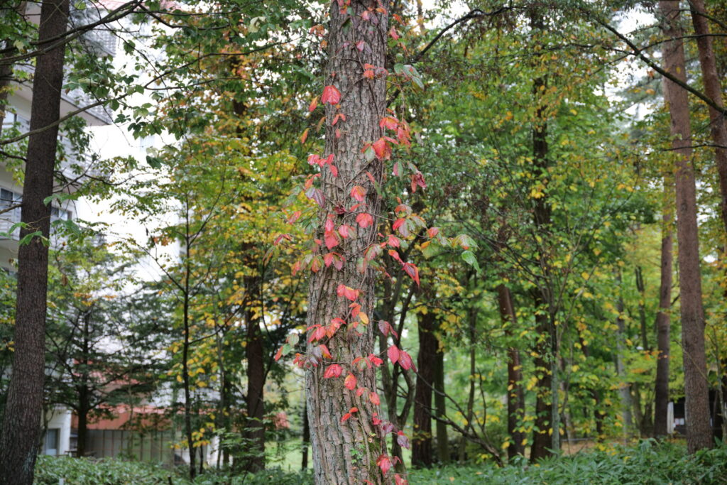 ツタウルシの紅葉