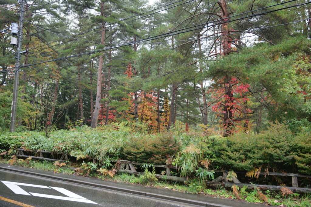 ツタウルシの紅葉