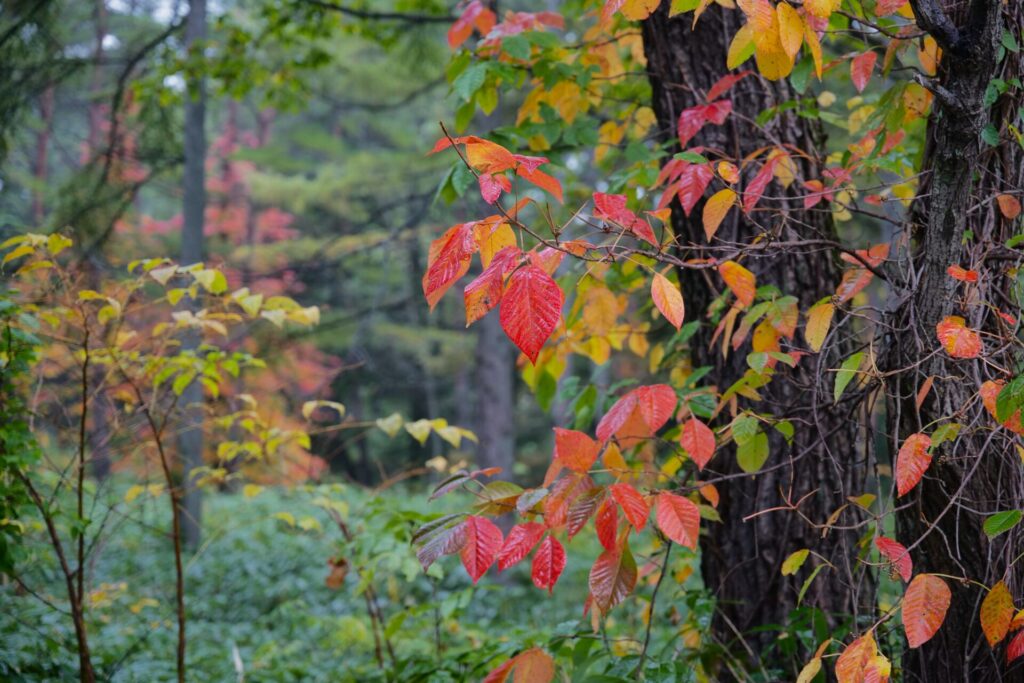 ツタウルシの紅葉