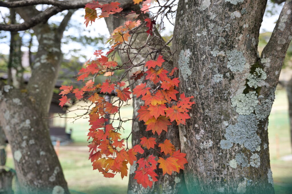 天狗山ゲレンデ周辺　紅葉の様子