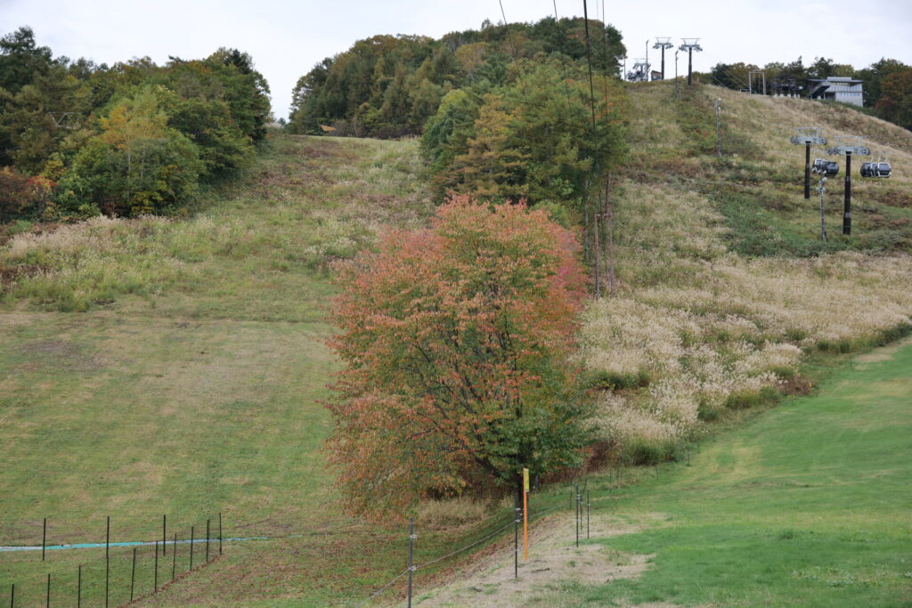 天狗山ゲレンデ周辺　紅葉の様子