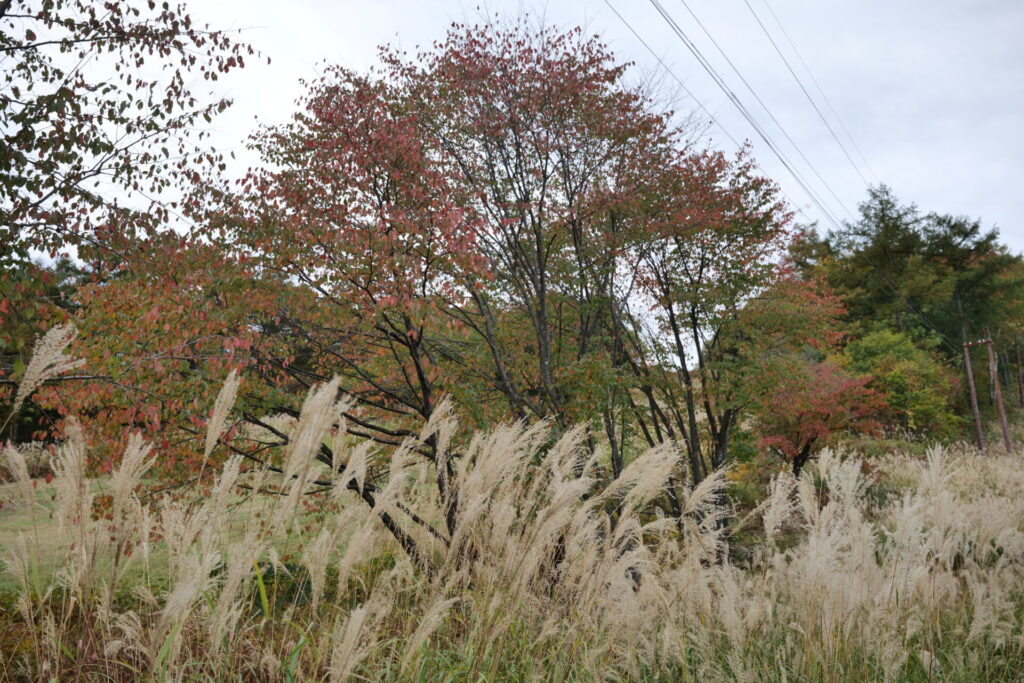 天狗山ゲレンデ周辺　紅葉の様子