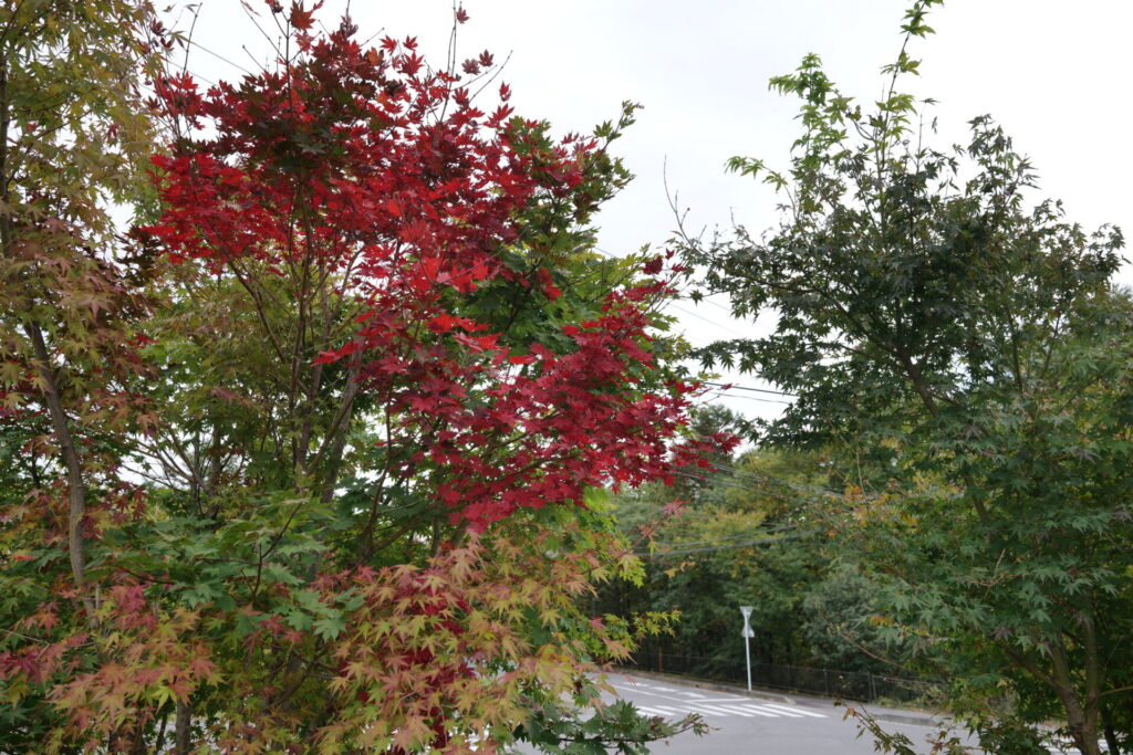 天狗山ゲレンデ周辺　紅葉の様子