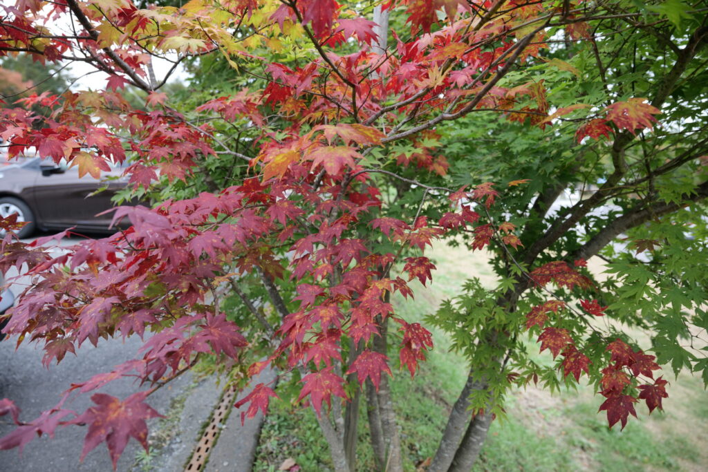 天狗山ゲレンデ周辺　紅葉の様子