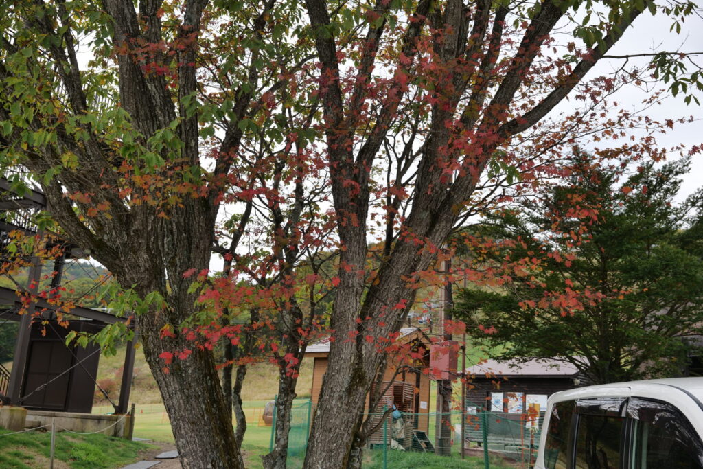 天狗山ゲレンデ周辺　紅葉の様子