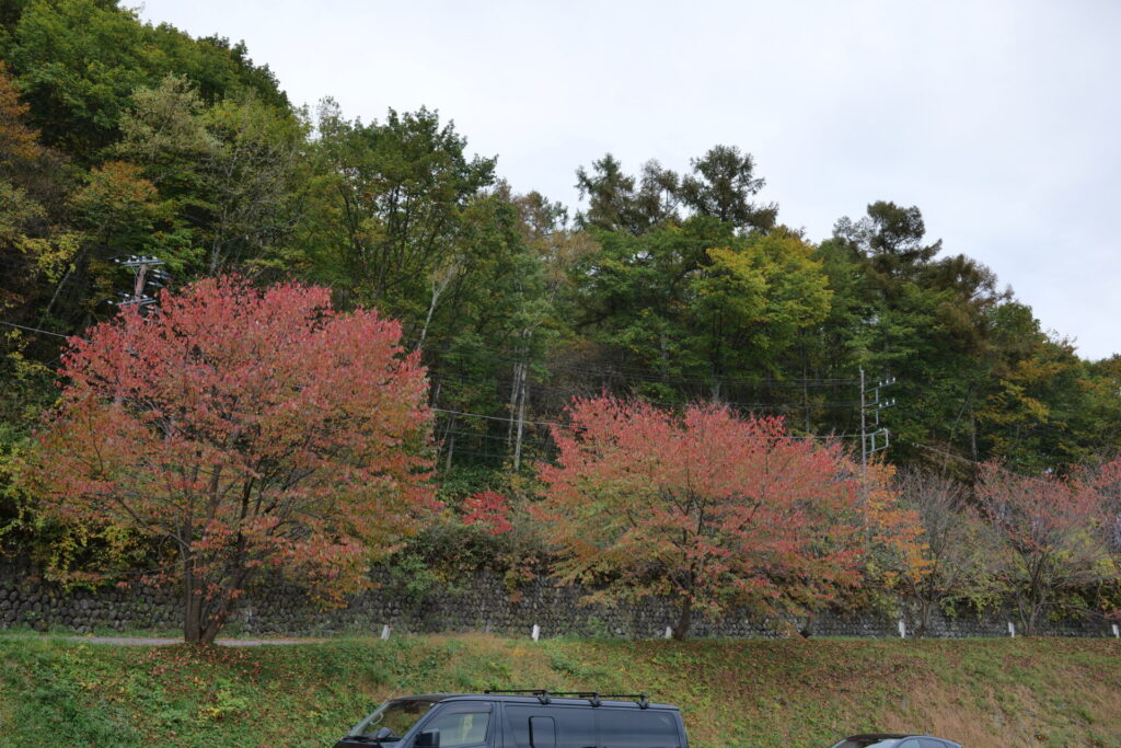 天狗山ゲレンデ周辺　紅葉の様子