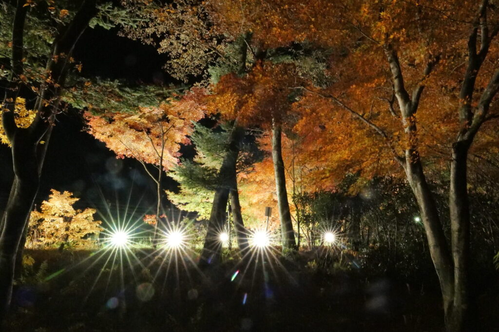 道の駅草津運動茶屋公園　　紅葉ライトアップ2025