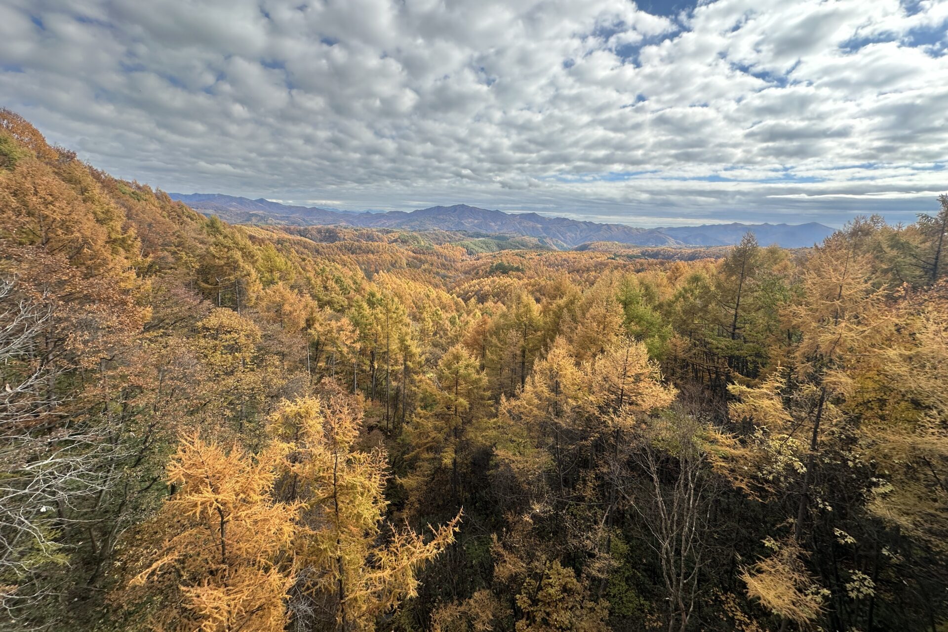 秋のフィナーレを飾る「カラマツの黄葉」絶景スポット・唐松橋へ 2025