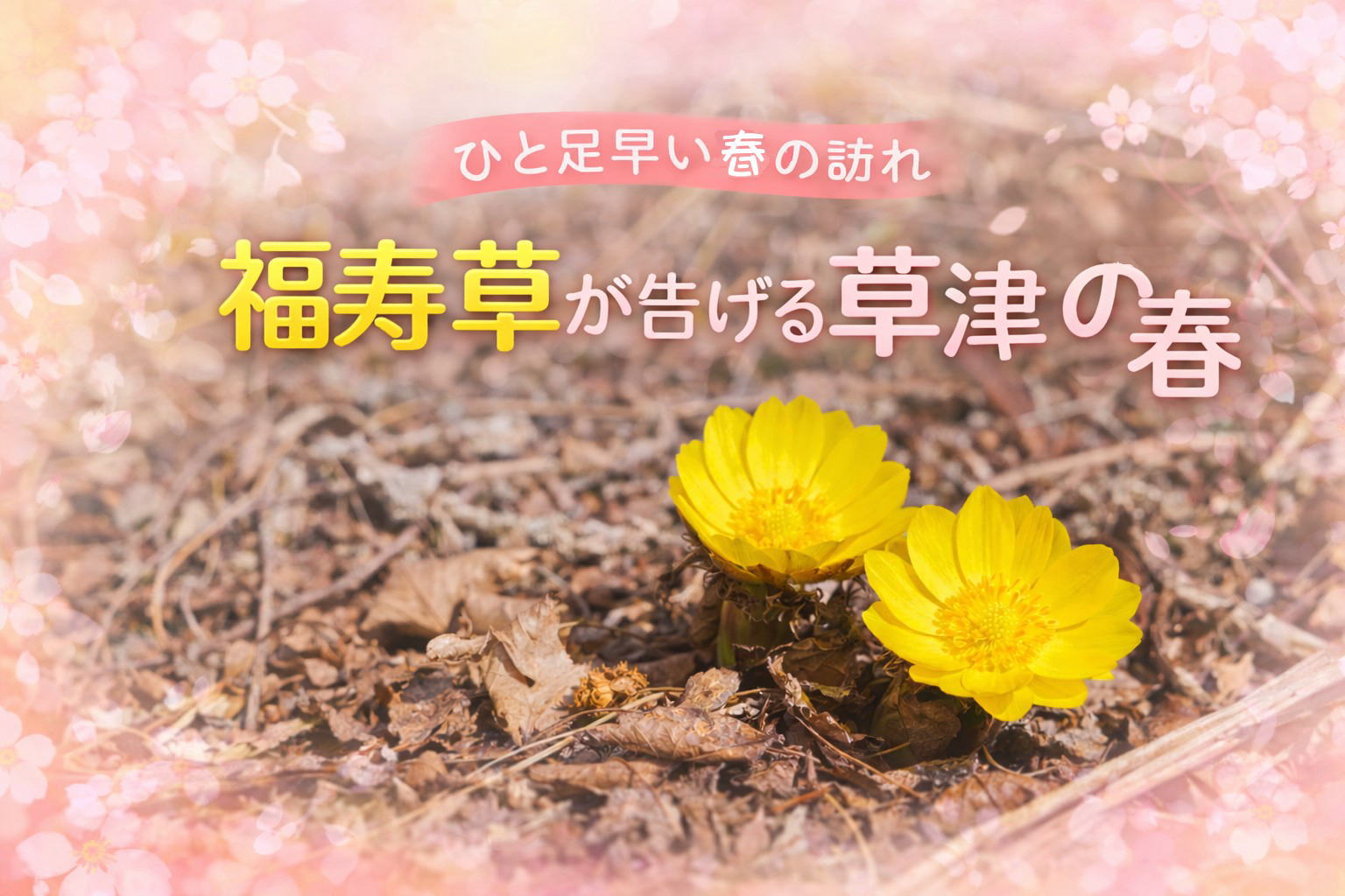 福寿草.jpg