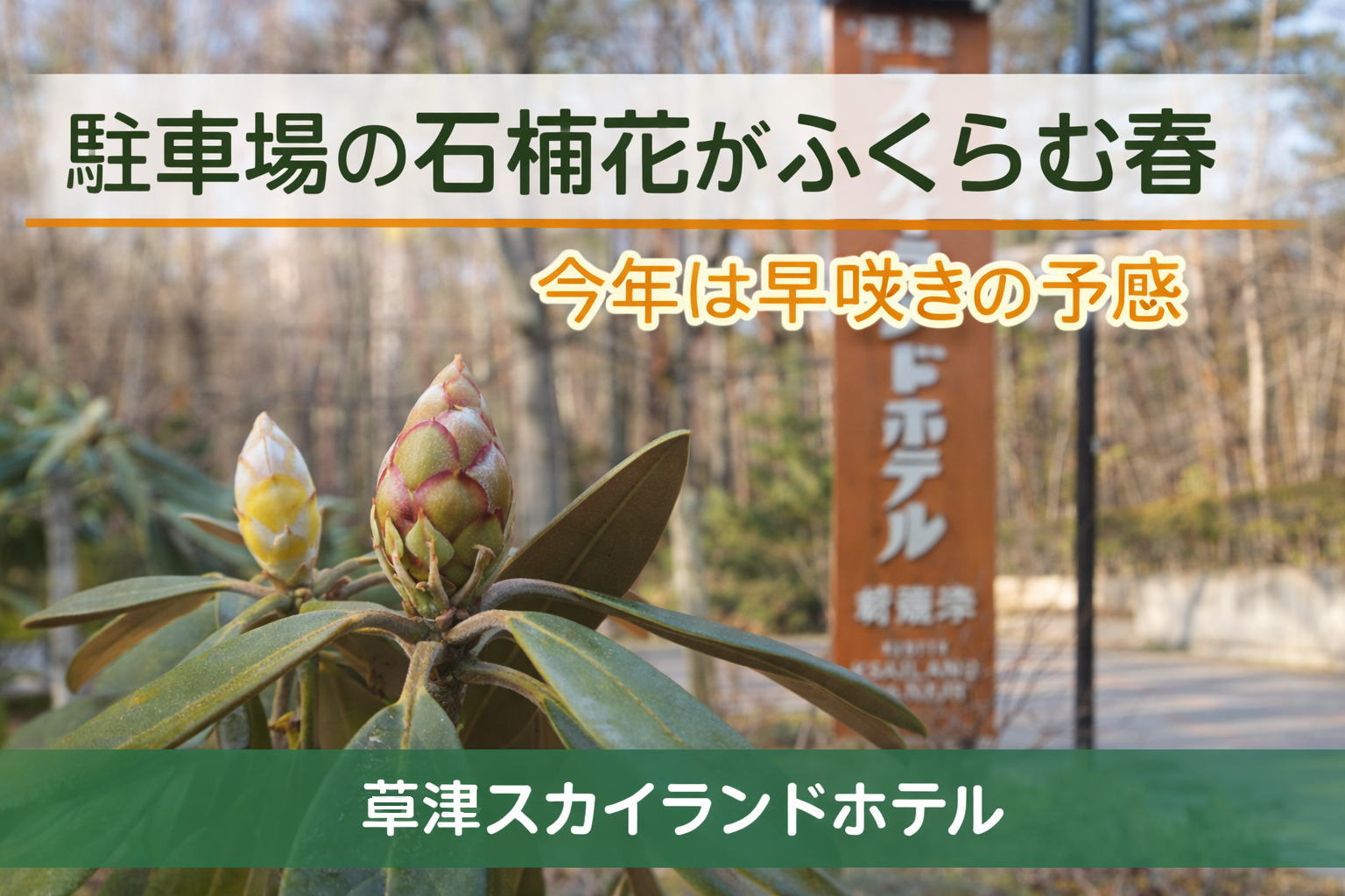 駐車場の石楠花がふくらむ春 今年は早咲きの予感 – 【公式】草津温泉