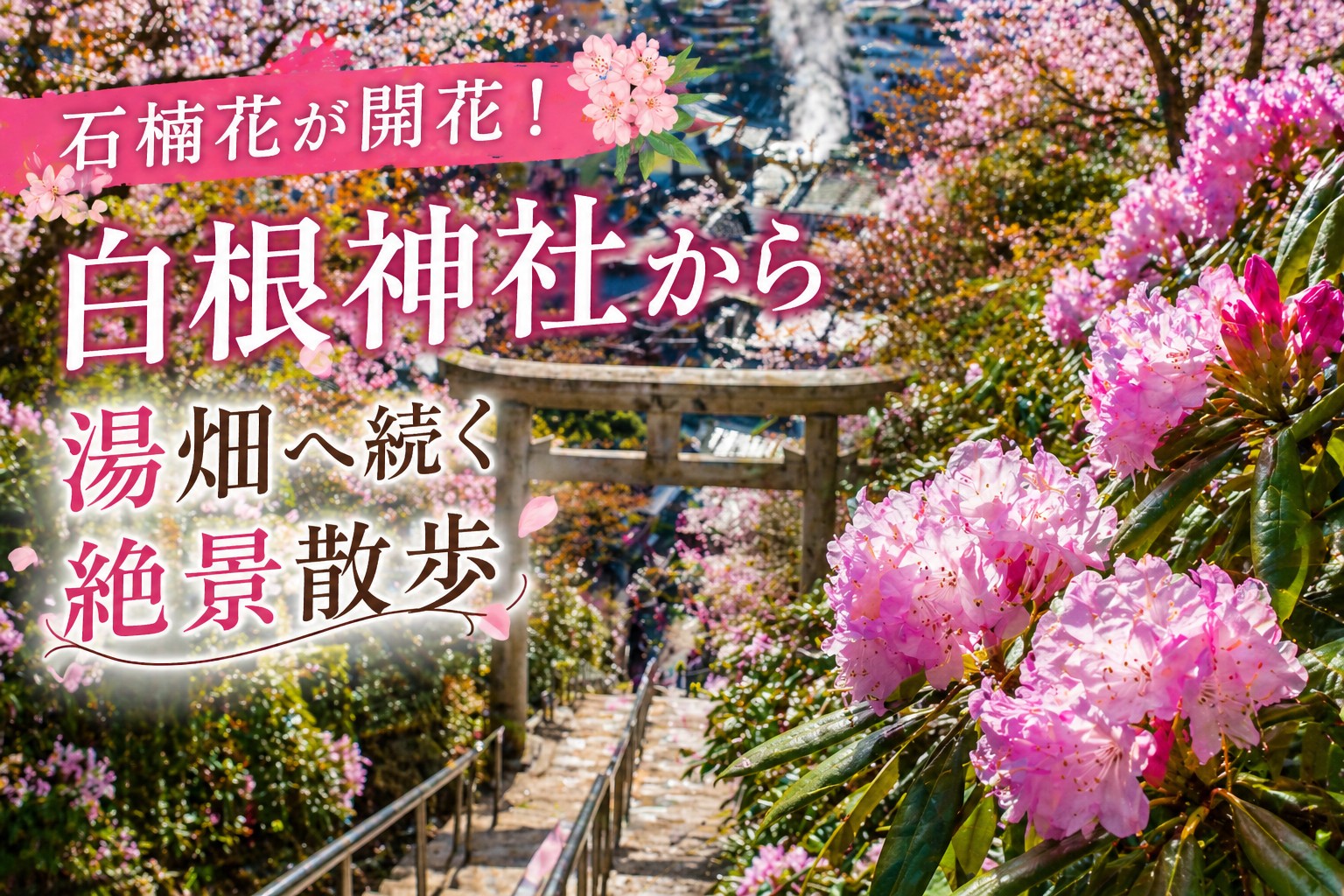 ピンク　グアバ　取木苗　結実経験済 草津温泉の街に石楠花が開花！おすすめ観光スポット「白根神社
