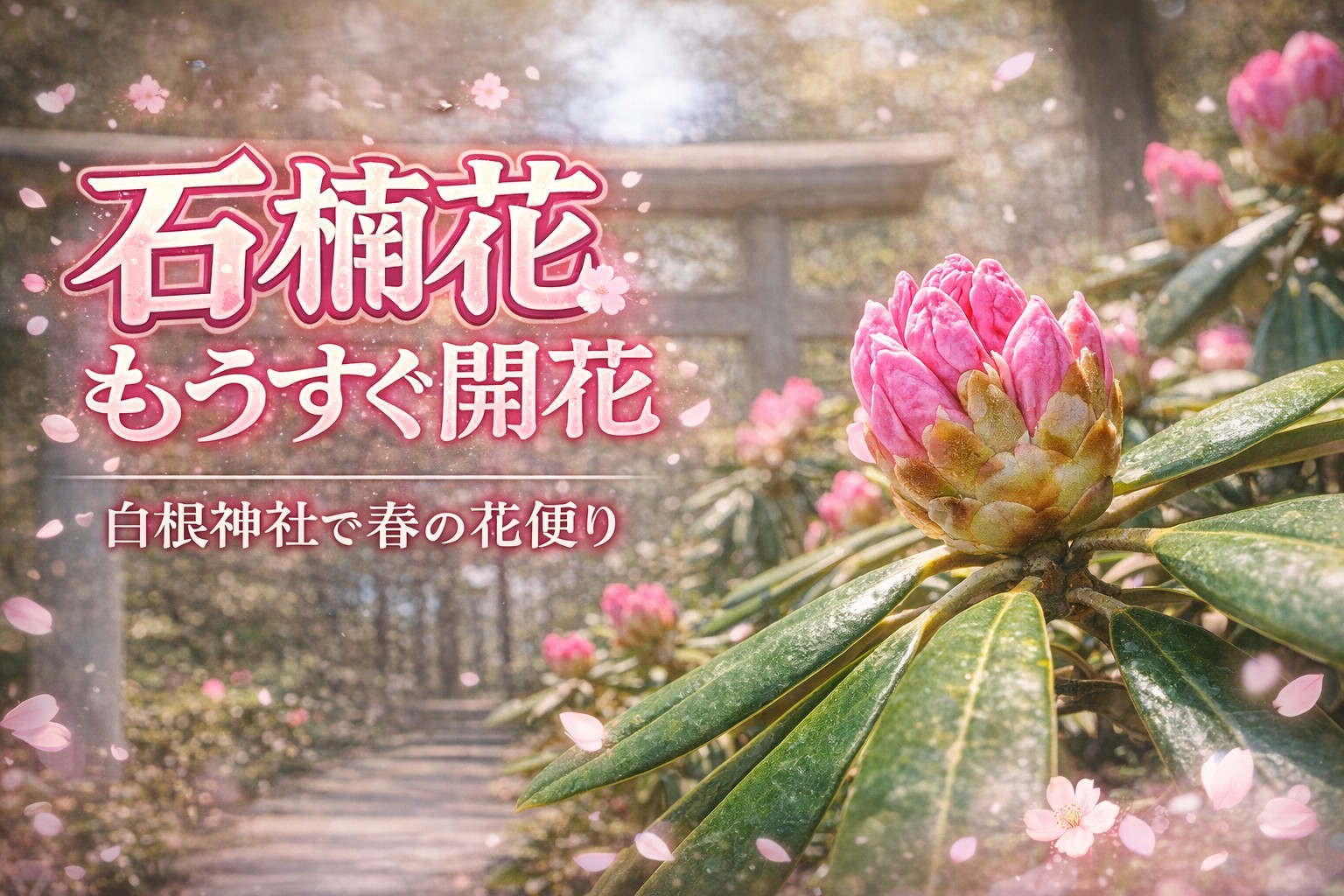 草津温泉に春の花便り 白根神社の石楠花がもうすぐ開花 – 【公式】草津