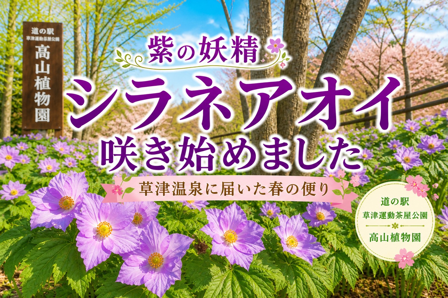 紫の妖精」シラネアオイが咲き始めました｜道の駅草津運動茶屋公園