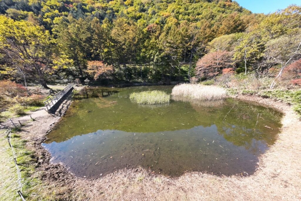 綺麗になった鬼の相撲場の池