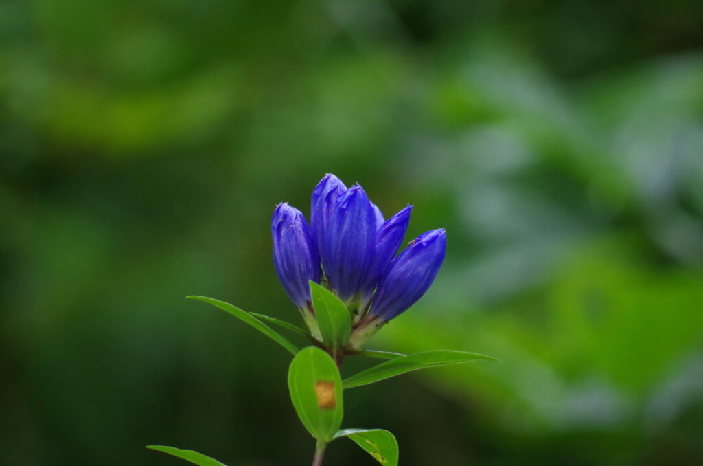 青紫色の花を咲かせるリンドウ