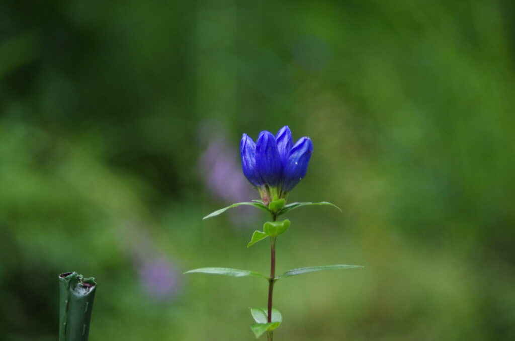 高山植物園に咲く青紫色のリンドウ