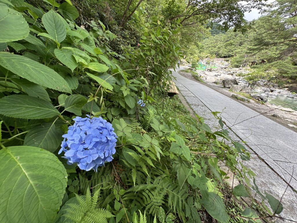 西の河原公園の遊歩道沿いに咲く紫陽花