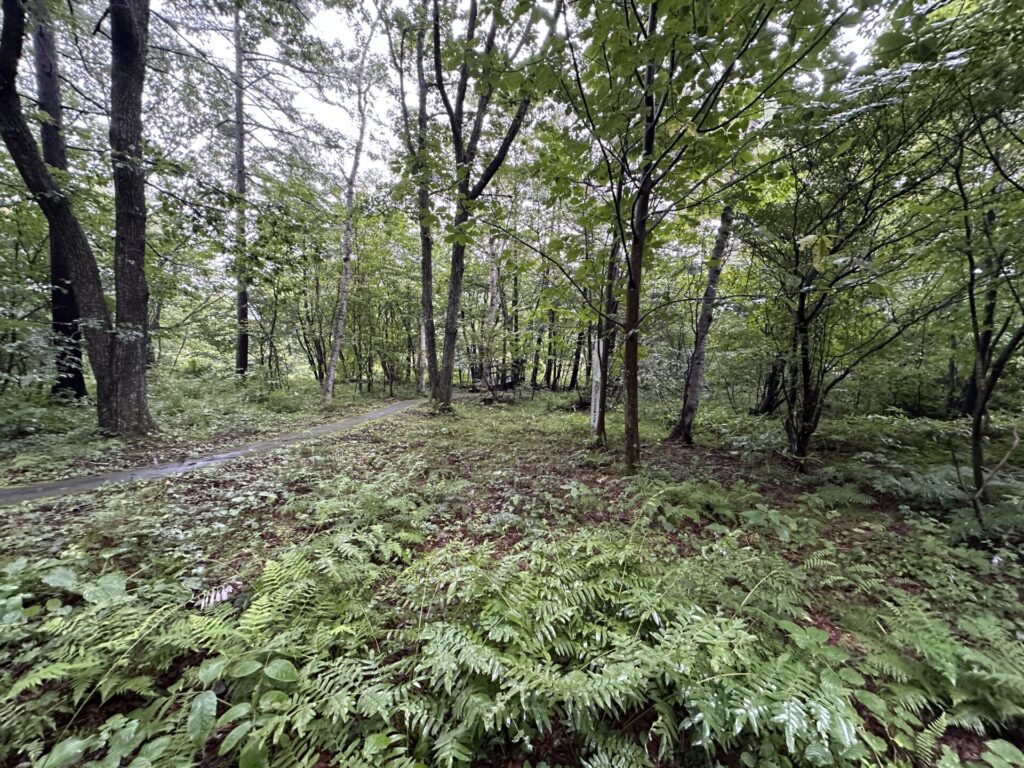 緑に包まれた高山植物園の森