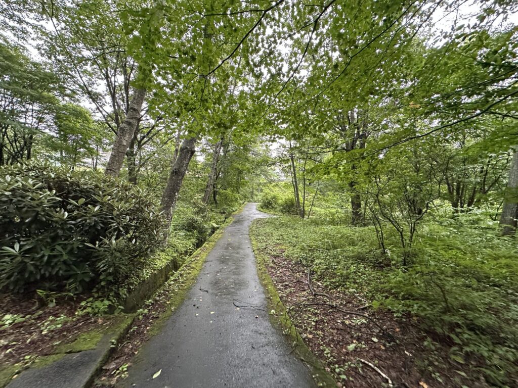 高山植物園の遊歩道