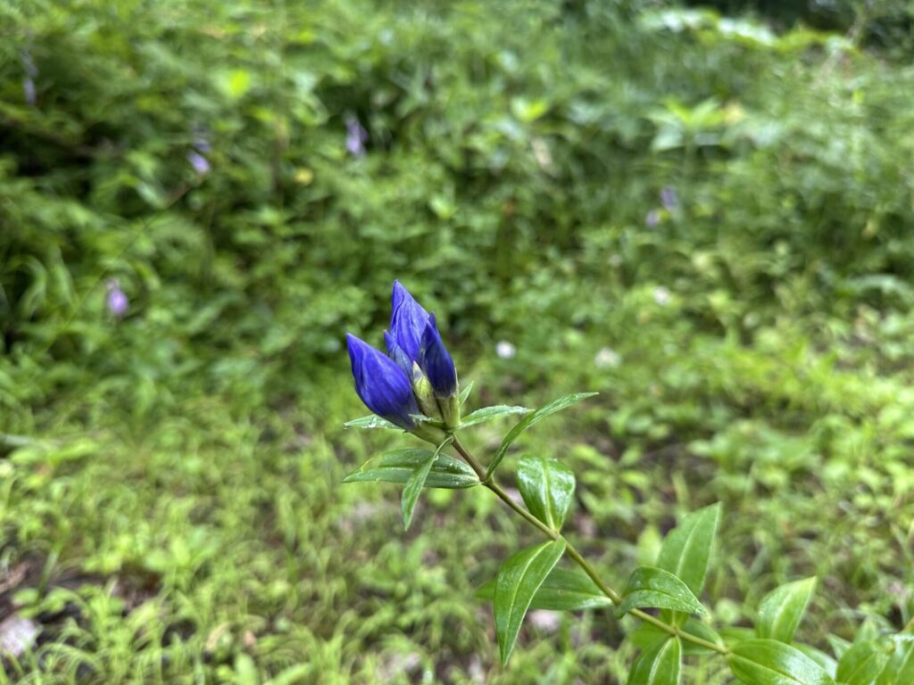 雨粒をまとったリンドウ