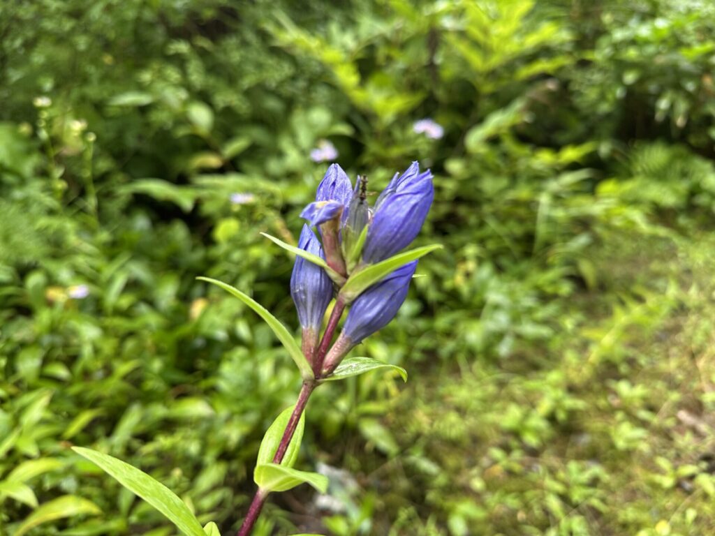 つぼみのように花を閉じたリンドウ