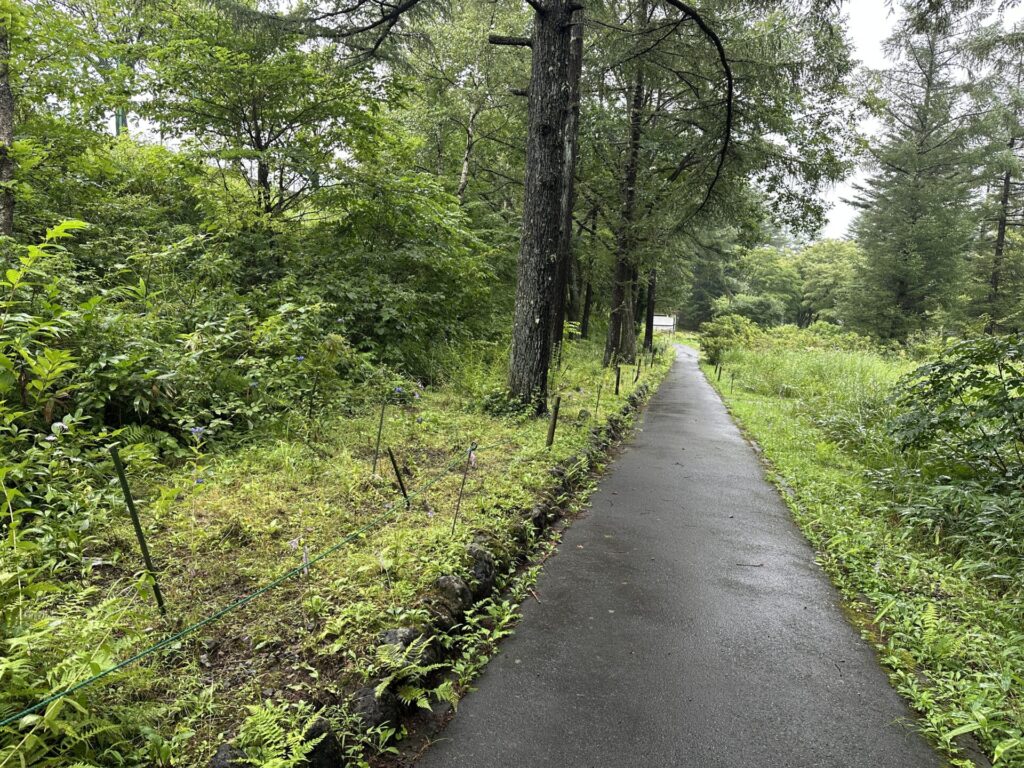 リンドウが咲く高山植物園の遊歩道